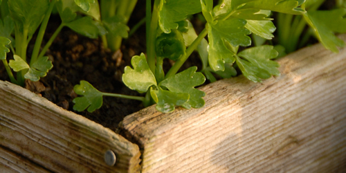 Seedling Flat with Celery Starts